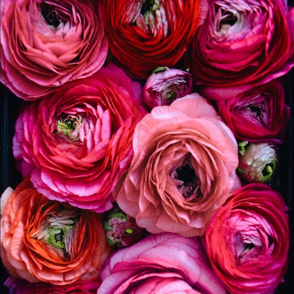 Meet your Posher, Nikki